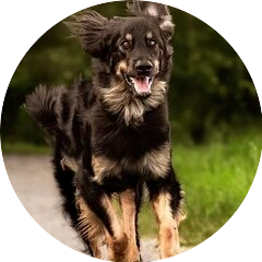 NaNu